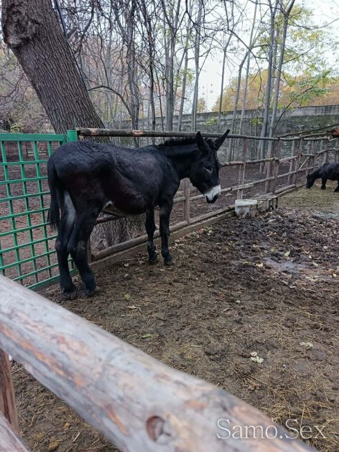 Всичко без кондом със всички болести заповядаите15 веро промоция -  снимка 2