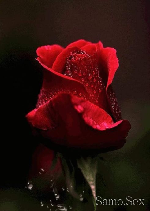 Спонсор за ДАМИ -  снимка 1